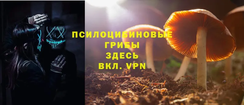 где найти   Рязань  Псилоцибиновые грибы Psilocybe 